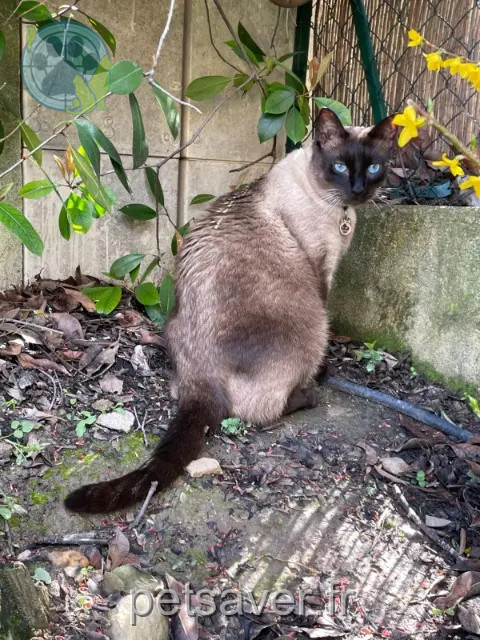 Kater vermisst 13120 Gardanne Shamallow Kater lost 13120 Gardanne Shamallow