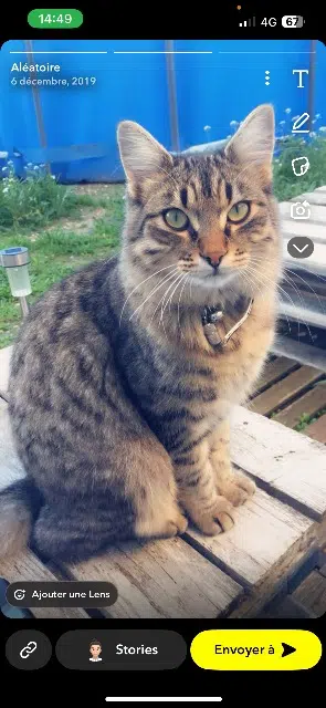 chat lost   13180 Gignac-la-Nerthe Sherkane