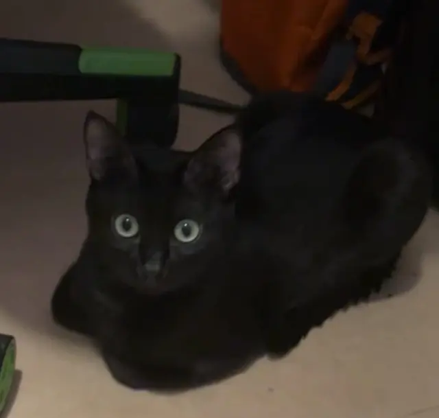 chat lost   13400 Aubagne Shiro