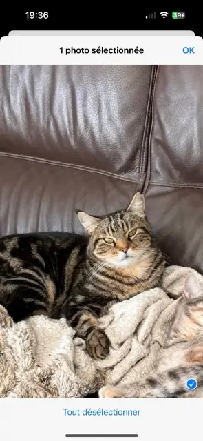 chat lost   13600 Ceyreste SIMBA