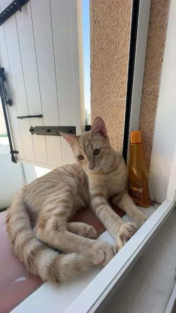 chat lost   13730 Saint-Victoret Simba