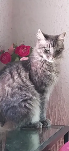 chat lost   13190 Allauch Sissou