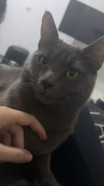 chat lost   13240 Septèmes-les-Vallons Sky