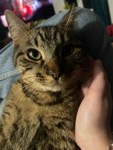 chat lost   13500 Martigues Sky