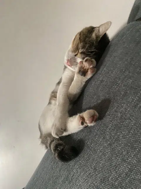 chat lost   13240 Septèmes-les-Vallons Snoopy