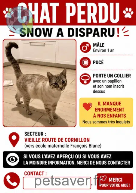 chat lost   13300 Salon-de-Provence Snow
