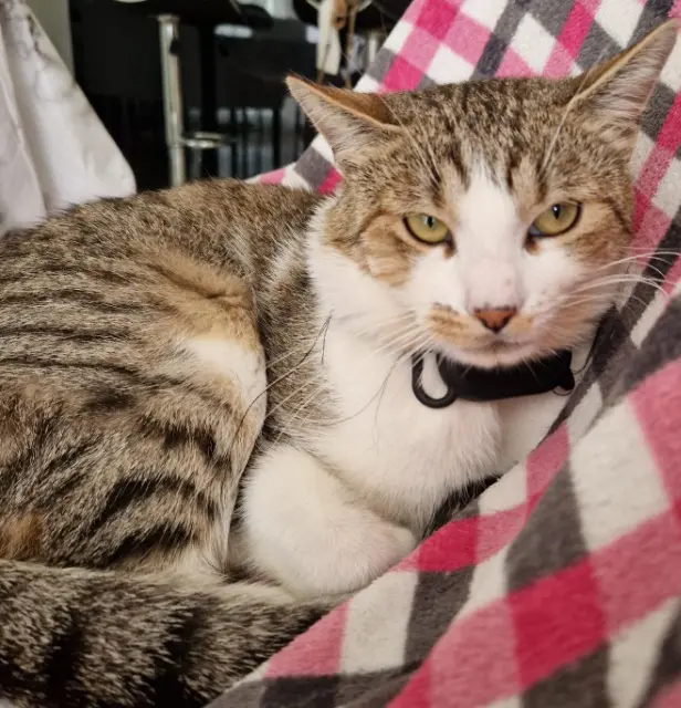 chat lost   13750 Plan-d'Orgon Tigrou