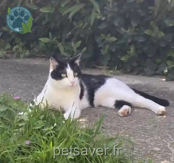 Chat Perdu 13 Bouches-du-Rhône - Timon Chat Perdu 13 Bouches-du-Rhône - Timon