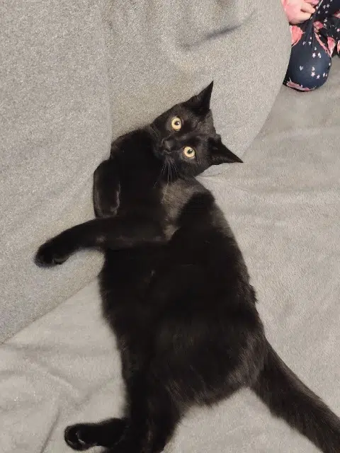 chat lost   13510 Éguilles Titou