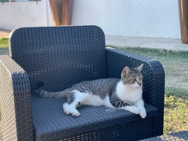 chat lost   13460 Saintes-Maries-de-la-Mer Uraya