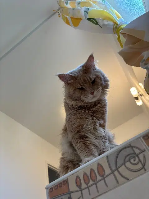 chat lost   13250 Saint-Chamas Vuitton