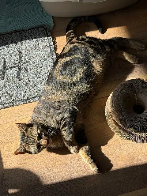 chat lost   13800 Istres Walter