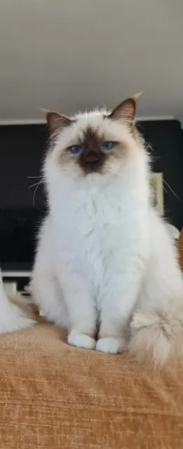 chat lost   13480 Cabriès Willow ( lilou)