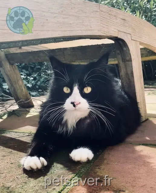 cat lost 13122 Ventabren Winston cat lost 13122 Ventabren Winston