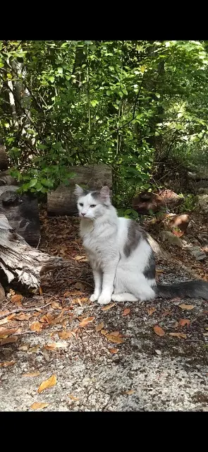 chat lost   13700 Marignane Yuki
