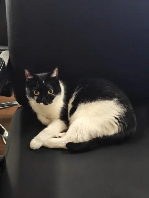 chat lost   13240 Septèmes-les-Vallons Zelda