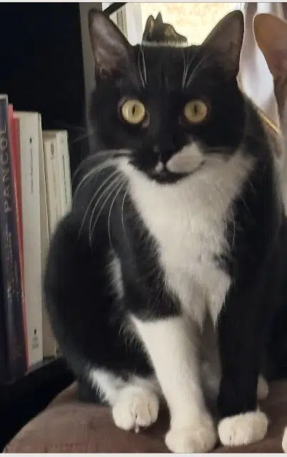 chat lost   13400 Aubagne Zianut