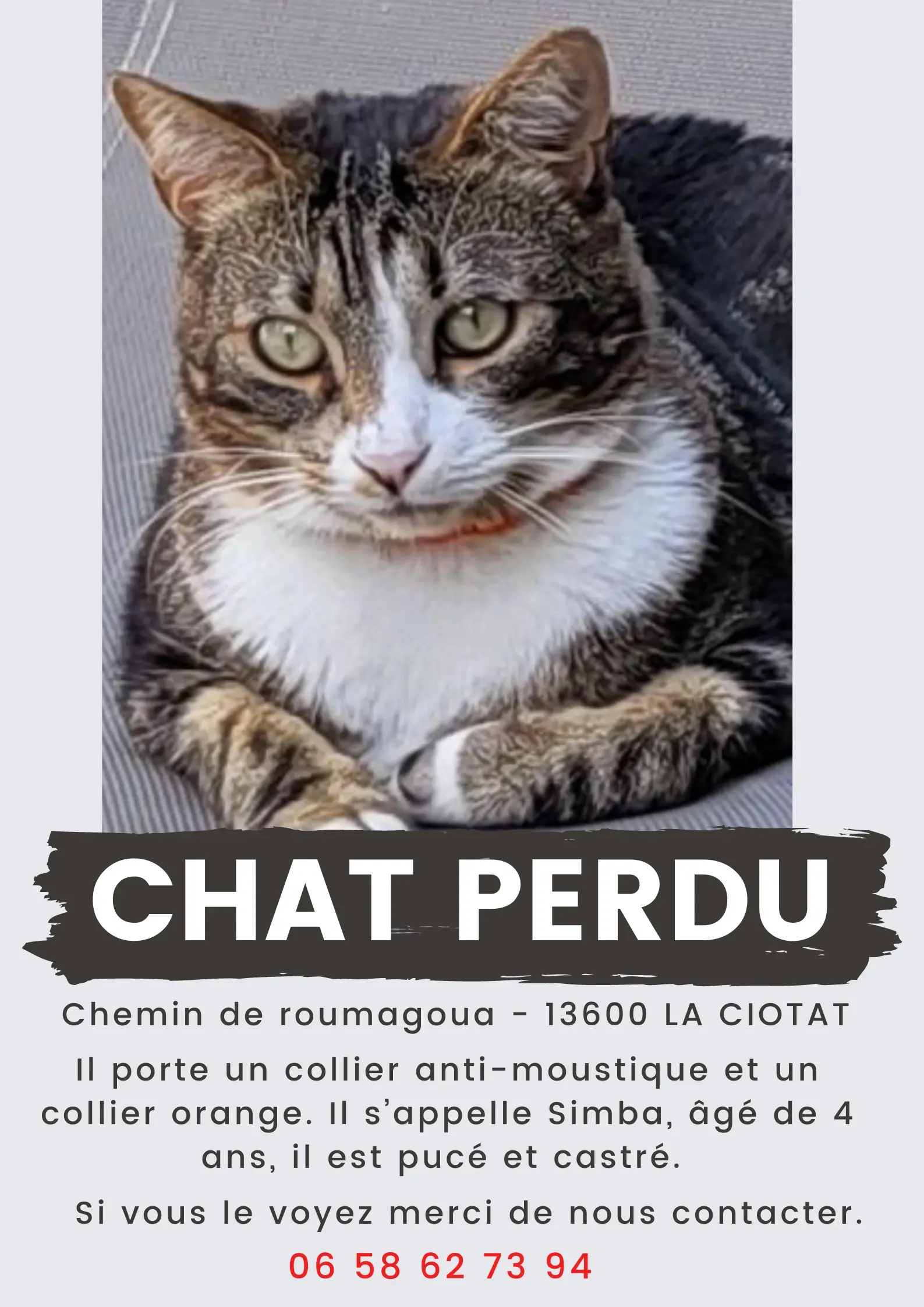 Chat Perdu 13 Bouches-du-Rhône Chat Perdu 13 Bouches-du-Rhône