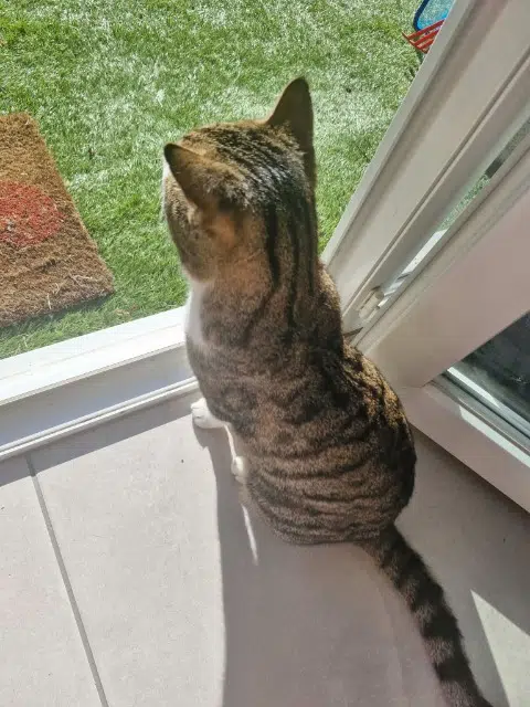 chat perdu 13127 Vitrolles Balthazar chat lost 13127 Vitrolles Balthazar