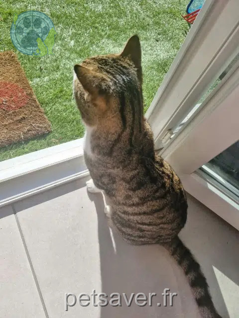 gato perdido 13127 Vitrolles Balthazar gato lost 13127 Vitrolles Balthazar