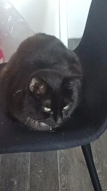 chat lost   14160 Dives-sur-Mer Akira
