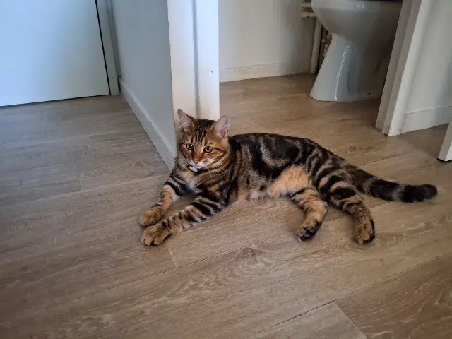 chat lost   14400 Bayeux Albert