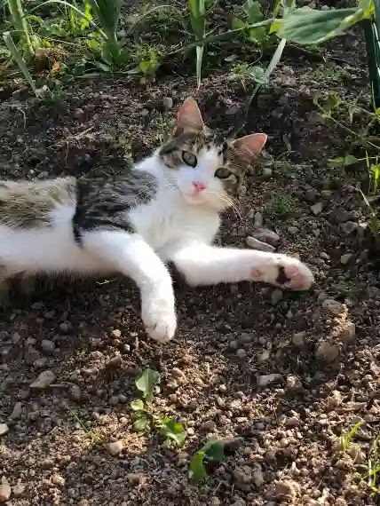 Chat Perdu 14 Calvados Aurseulles - Rudolphe