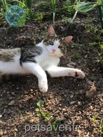 Chat Perdu 14 Calvados Aurseulles - Rudolphe Chat Perdu 14 Calvados Aurseulles - Rudolphe