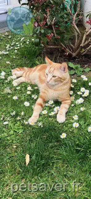 gato lost 14160 Dives-sur-Mer Azur