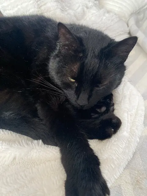 chat lost   14640 Villers-sur-Mer Bebe