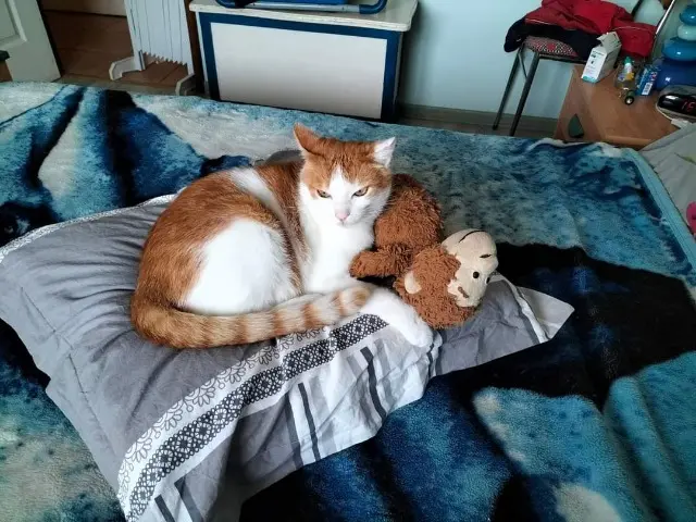 chat lost   14710 Saint-Laurent-sur-Mer Benjy