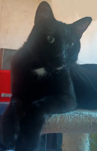 chat lost   14200 Hérouville-Saint-Clair Blanco