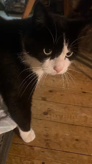 chat lost   14750 Saint-Aubin-sur-Mer Bounty