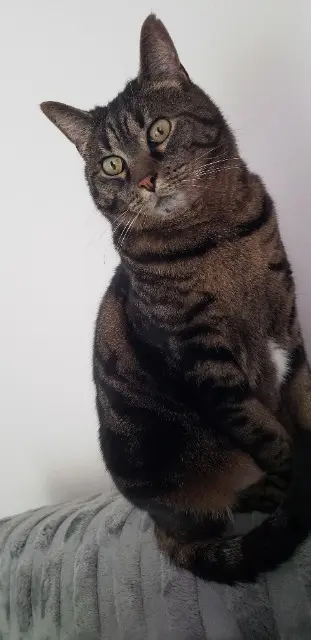 cat lost   14000 Caen Bigloo
