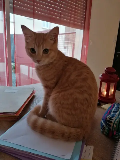 chat lost   14000 Caen Billy