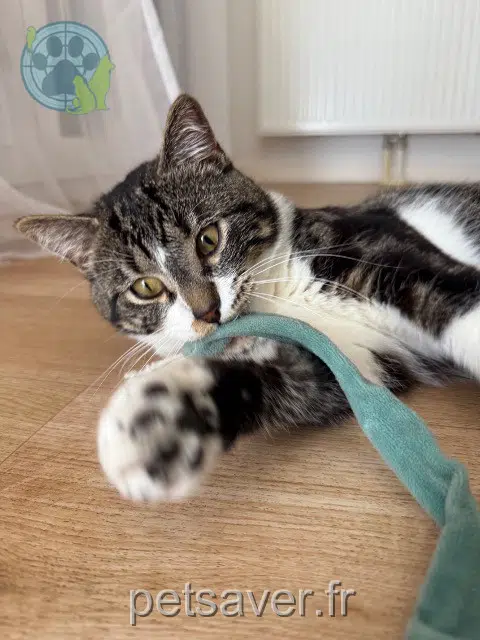 gato lost 14000 Caen Chaussette