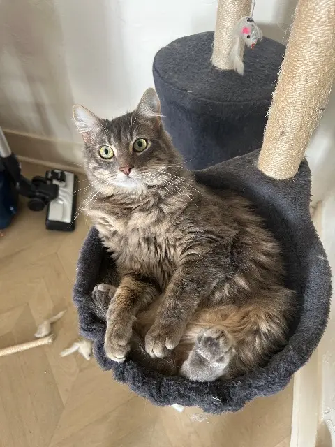 chat lost   14000 Caen Grimm