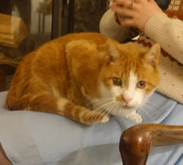 chat lost   14000 Caen JOJO