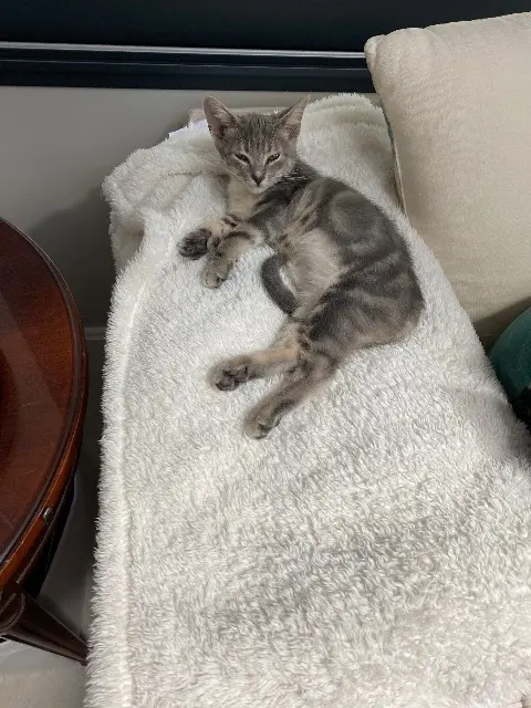 chat lost   14000 Caen Mistigris