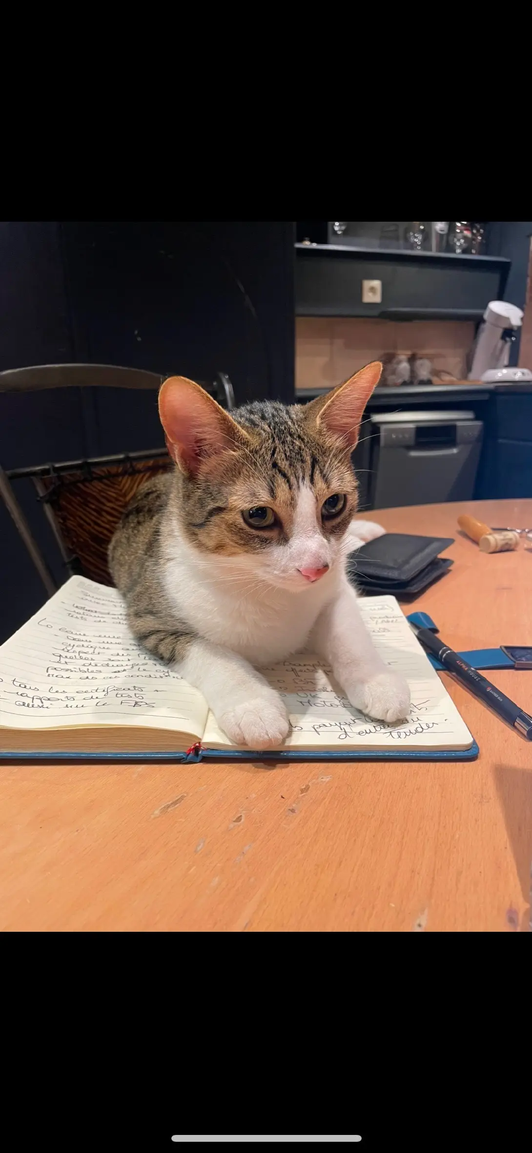 cat lost Rue de Calix 14000 Caen Moka cat lost Rue de Calix 14000 Caen Moka