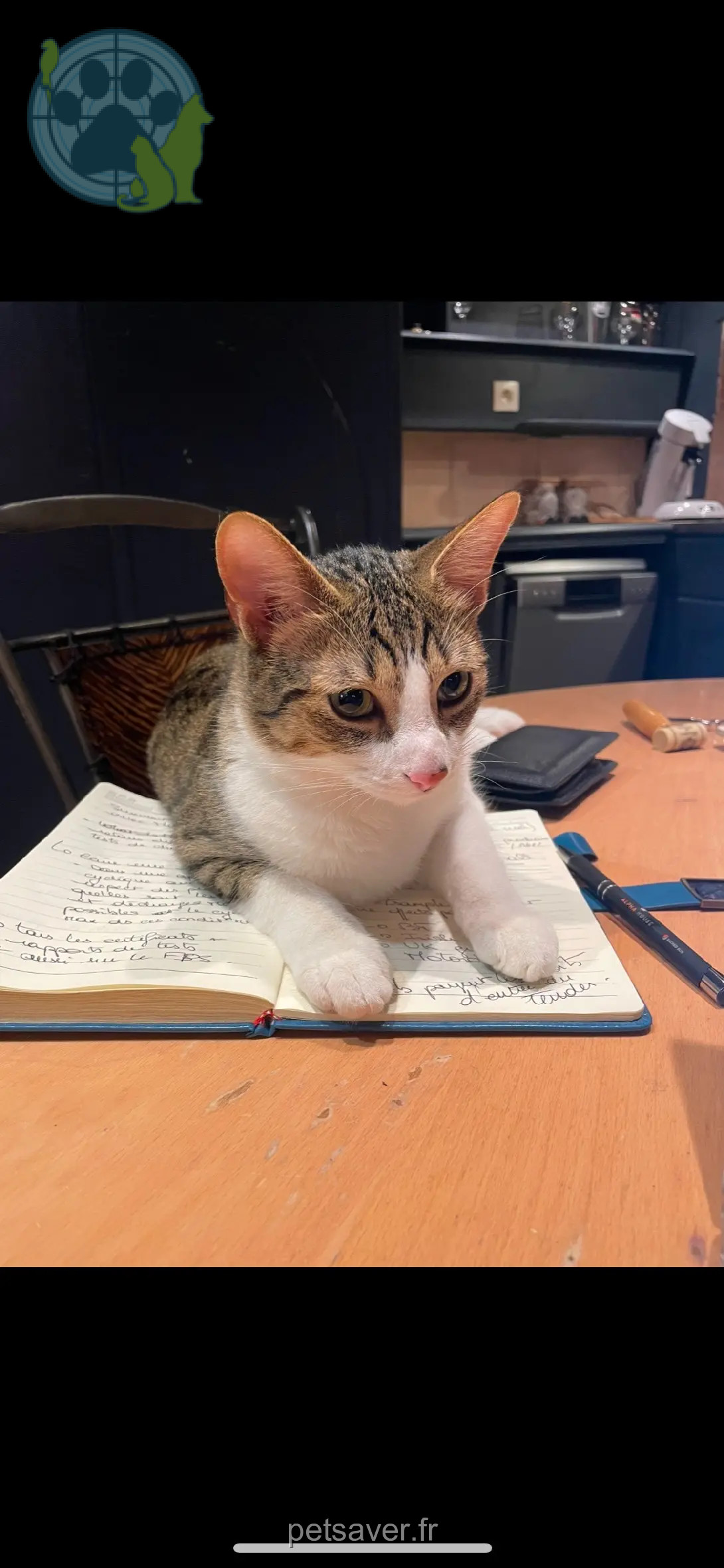 chat perdu Rue de Calix 14000 Caen Moka chat lost Rue de Calix 14000 Caen Moka