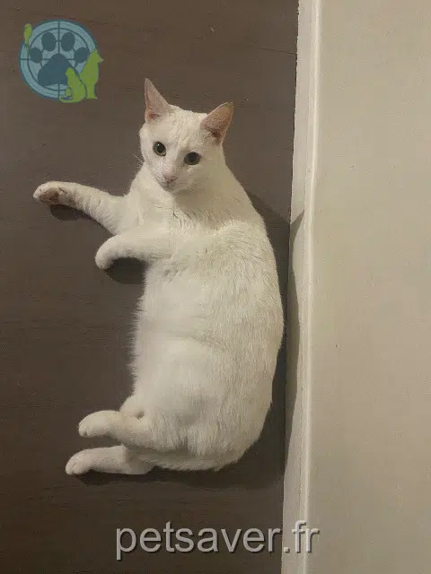 chat perdu 14000 Caen Nezu chat lost 14000 Caen Nezu