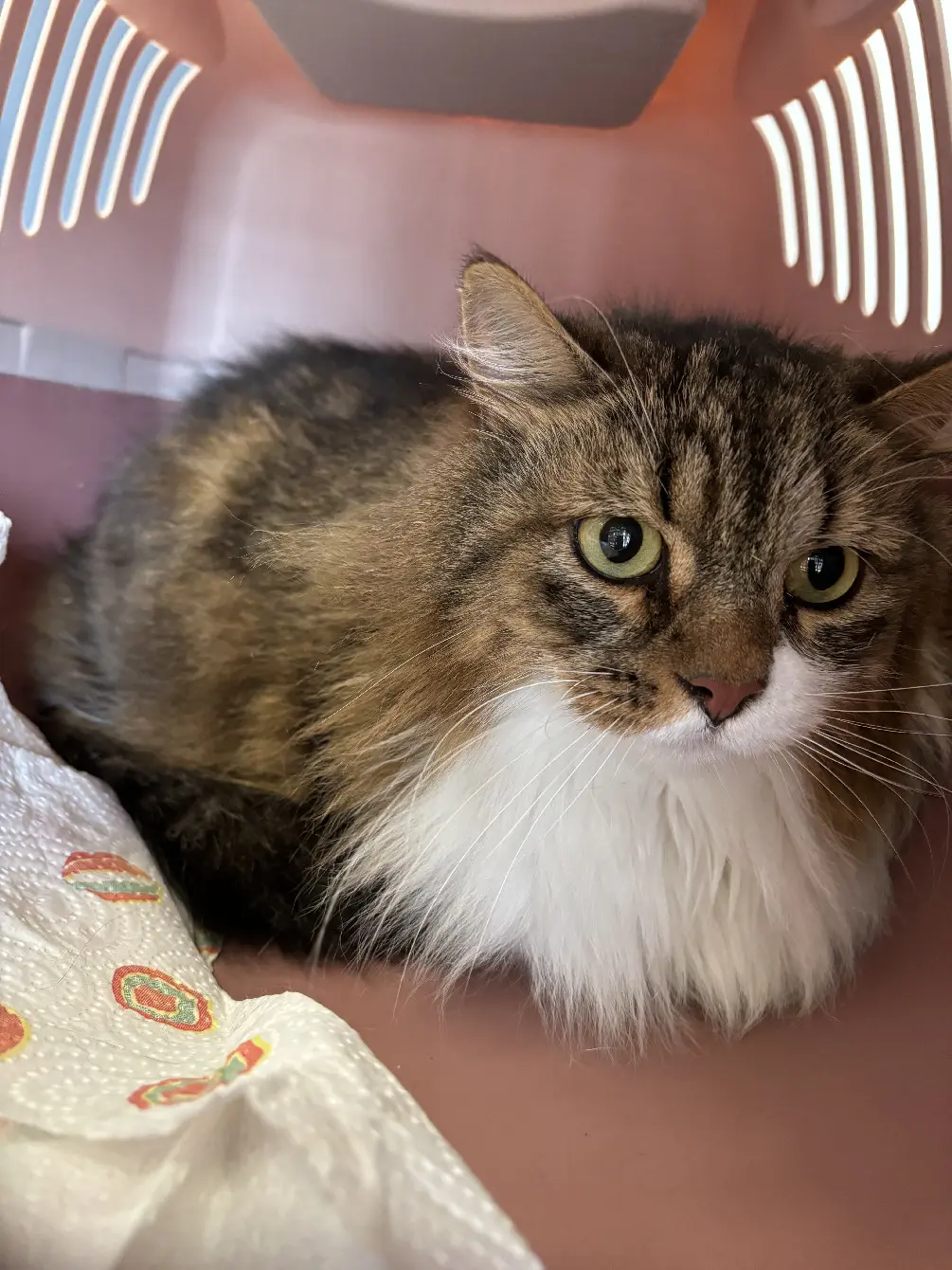 Chat Perdu 14 Calvados Caen Chat Perdu 14 Calvados Caen