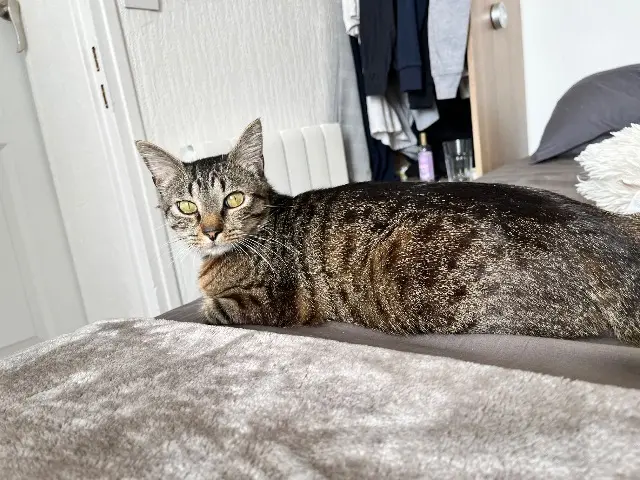 chat lost   14000 Caen Shadow