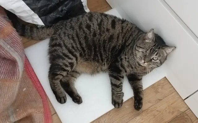 chat lost   14000 Caen Silver