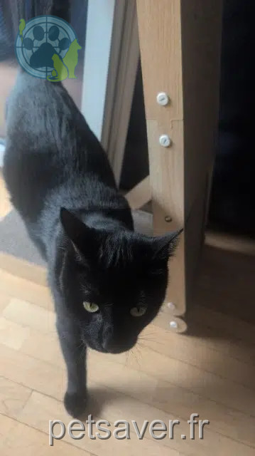 chat lost   14000 Caen Titi