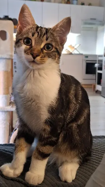 chat lost   14000 Caen Tramway