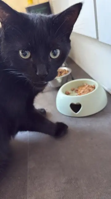 chat lost   14000 Caen Vador