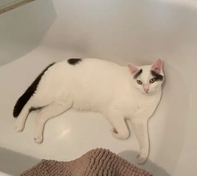 chat lost   14000 Caen Ziggy