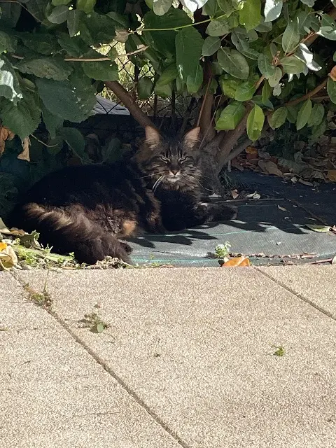 chat lost   14123 Cormelles-le-Royal Calypso